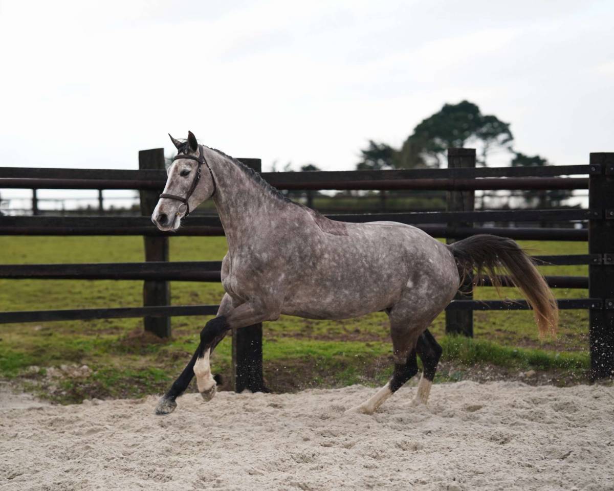 Castrone Sella Francese In vendita 2024 Sauro ,  El barone 111 Z