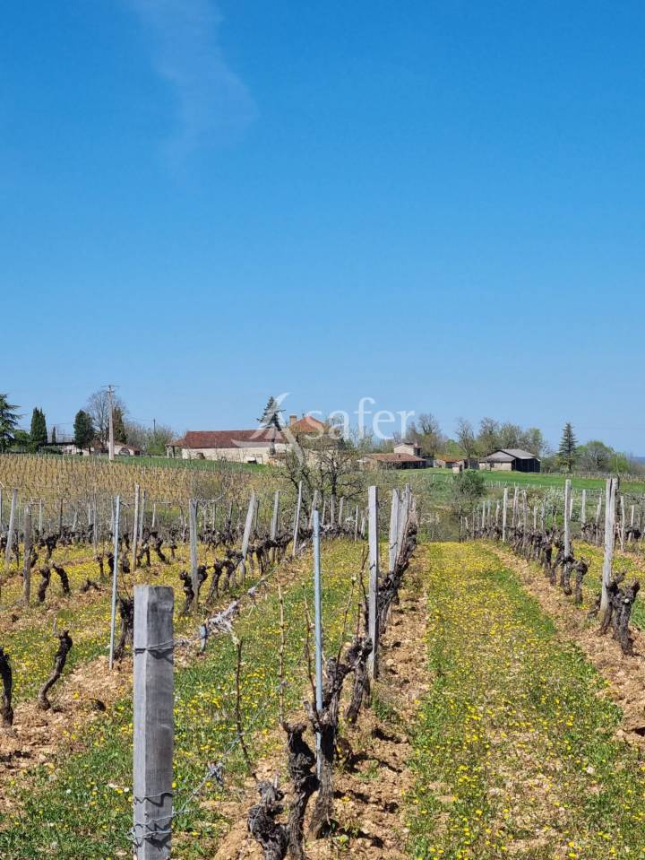 Azienda viticola / Vigneto In vendita Lot