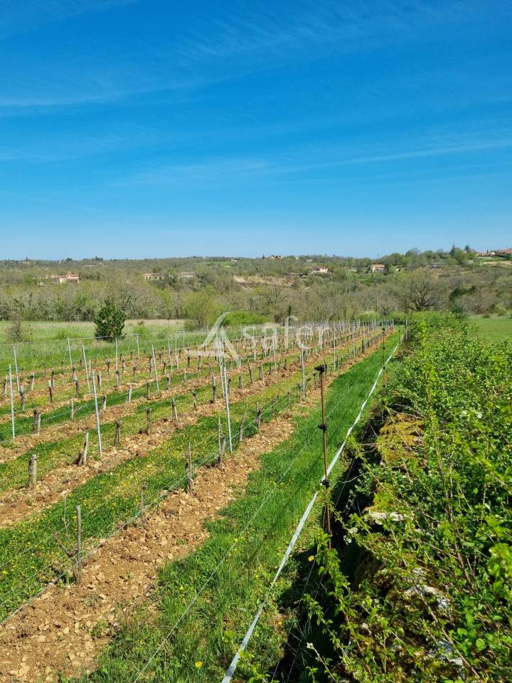Azienda viticola / Vigneto In vendita Lot