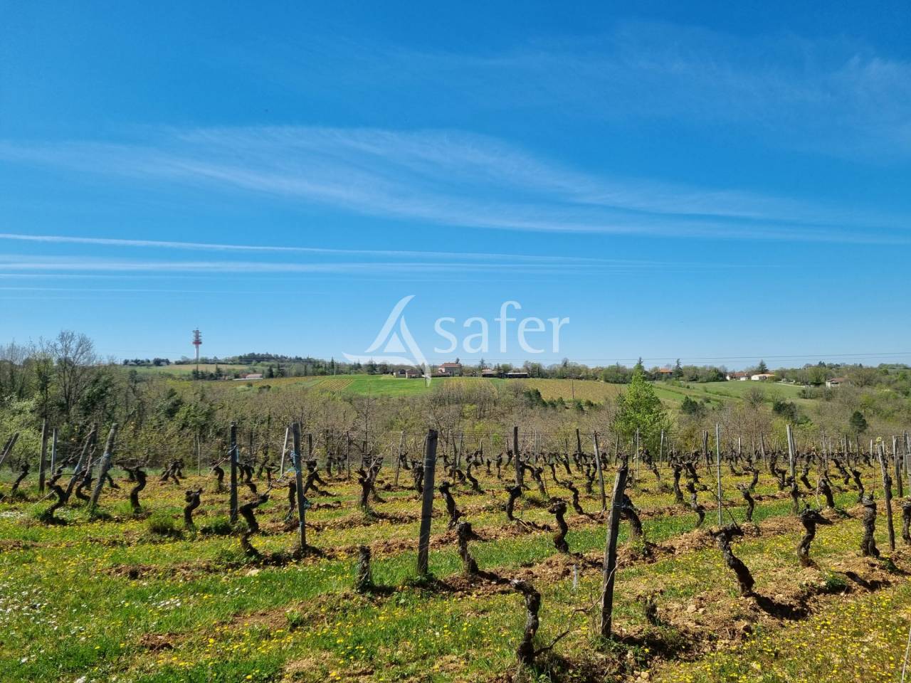 Azienda viticola / Vigneto In vendita Lot