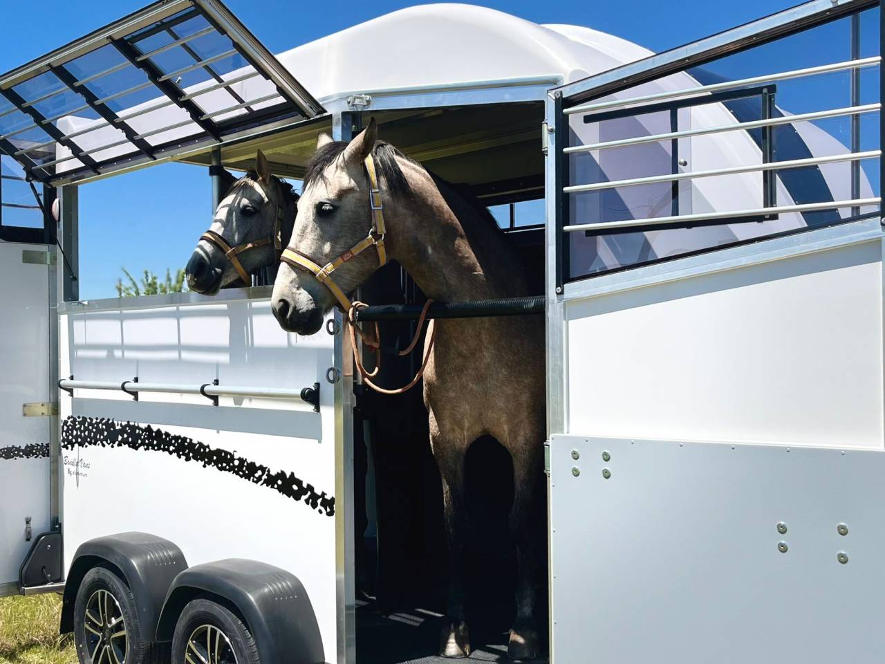 Trailer Bonilla B6 Diagonal 2 2 Cavalli 2026 Nuovo