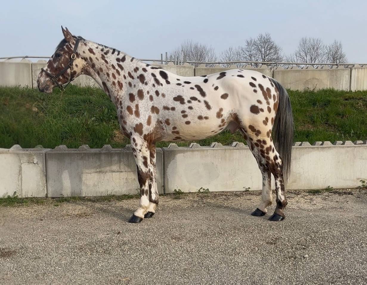 Castrone AES Anglo European Studbook In vendita 2022 Appaloosa