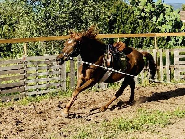 Purosangue Arabo 2019