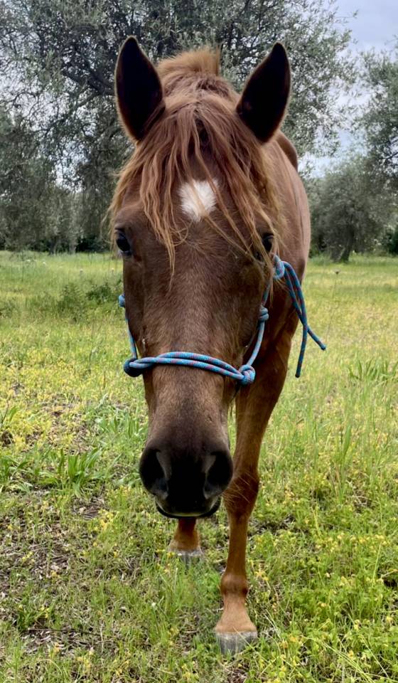 Purosangue Arabo 2019