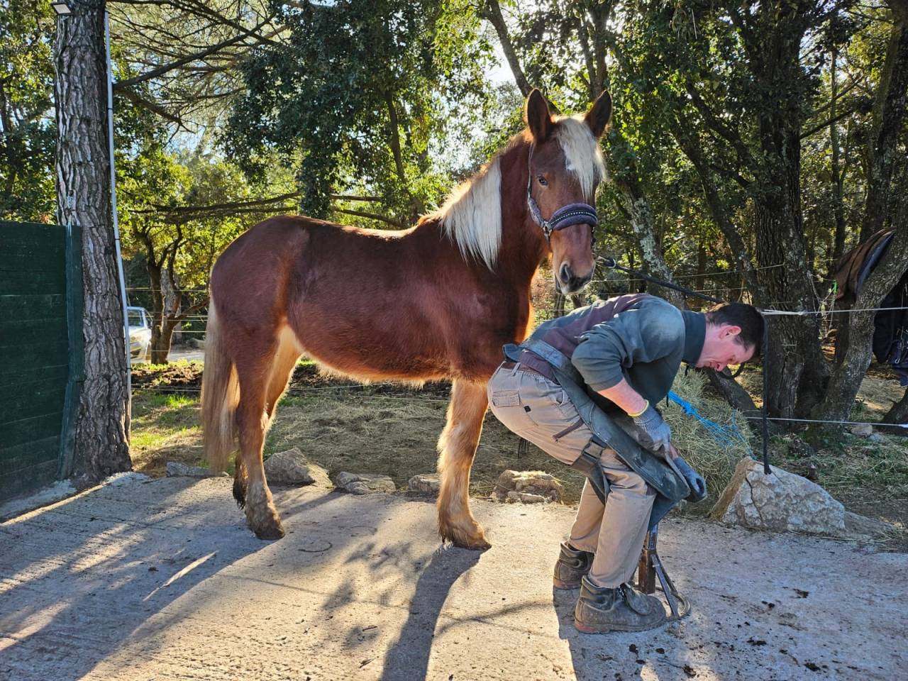 Cavalla Origine Non Constatata In vendita 2024 Sauro