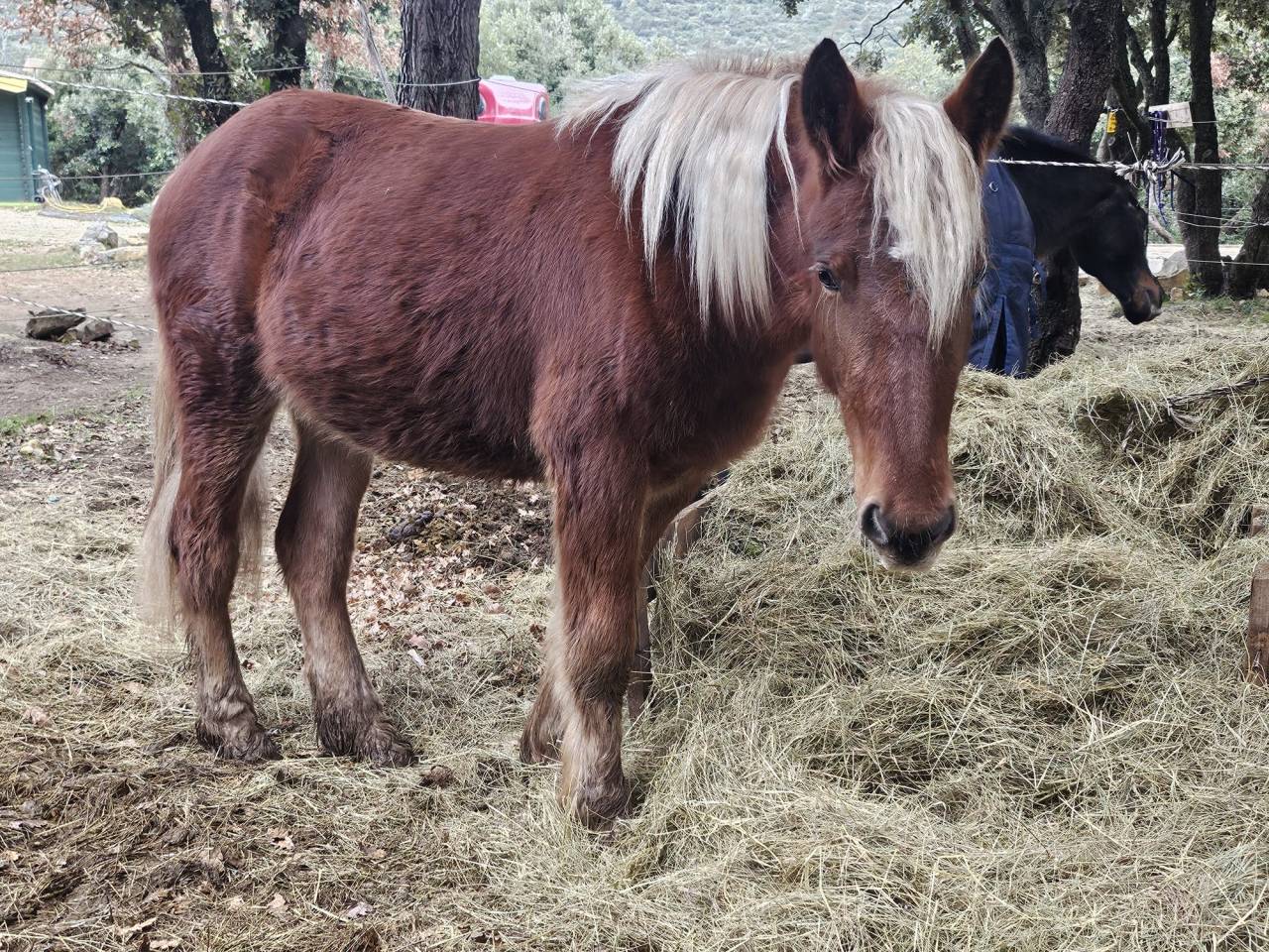 Cavalla Origine Non Constatata In vendita 2024 Sauro