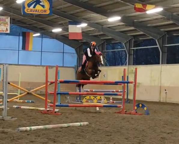 Pony classe B altamente competitivo per salto ostacoli