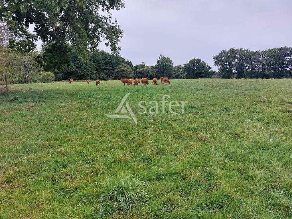 Azienda ovina In vendita Haute-Vienne