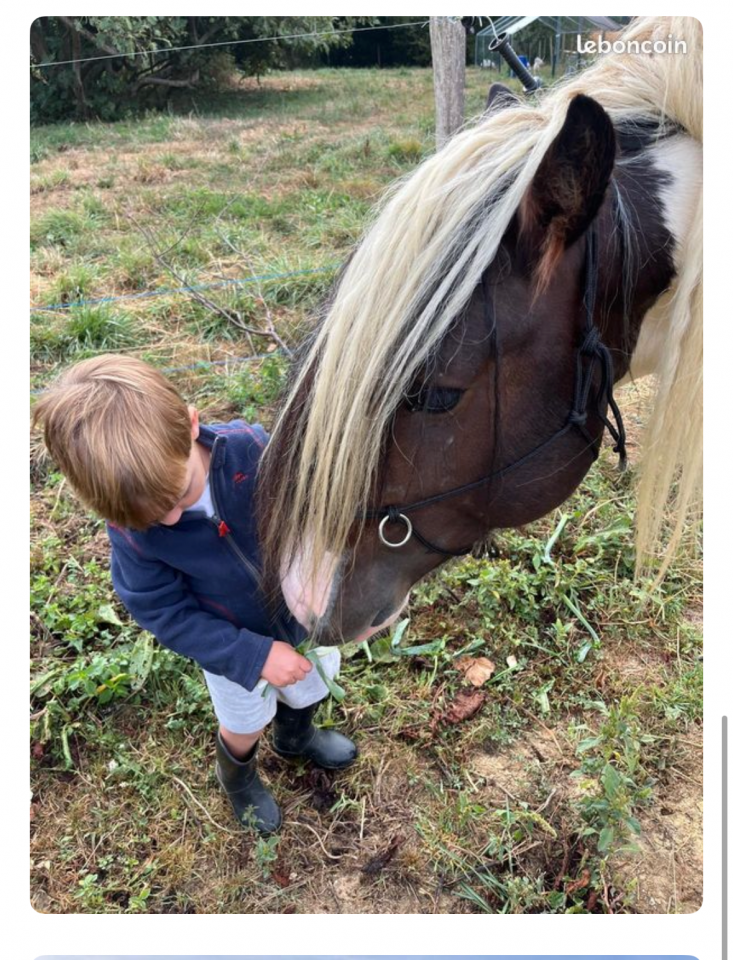 Castrone Cob Irlandese In vendita 2018 Pezzato ,  Riffle des boisets