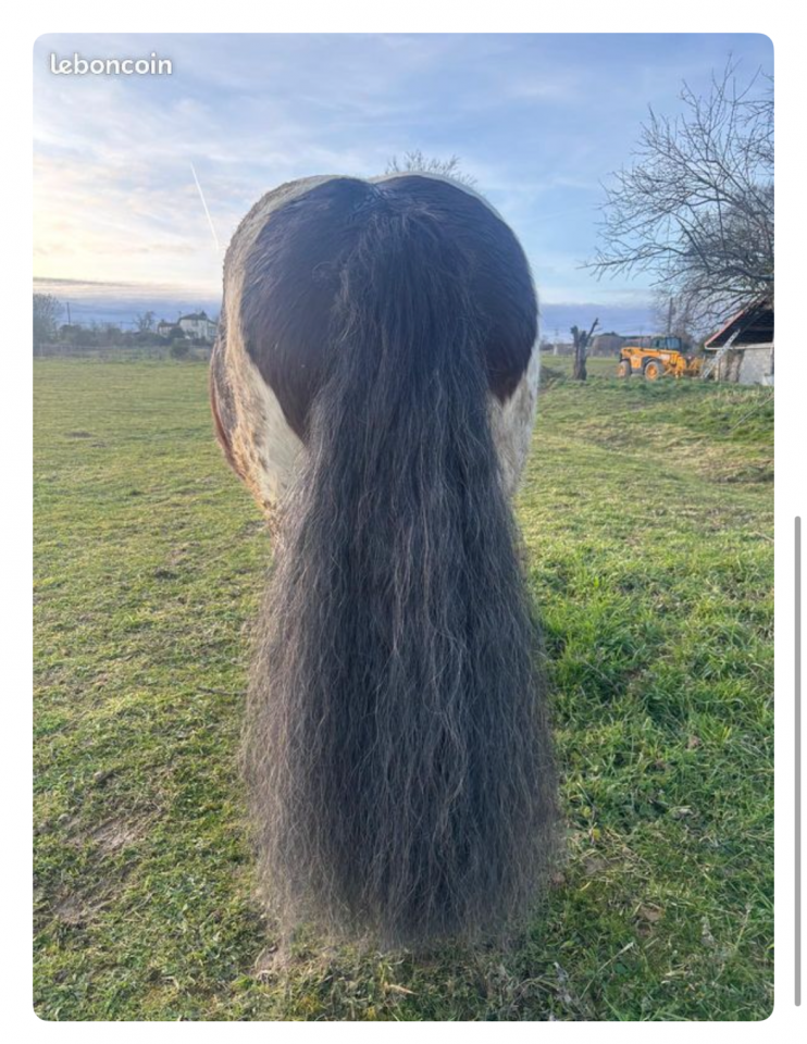 Castrone Cob Irlandese In vendita 2018 Pezzato ,  Riffle des boisets