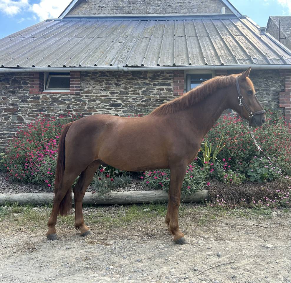 Castrone PFS Pony Francese da Sella In vendita 2019 Sauro brul&eacute; ,  Bamby de la tour