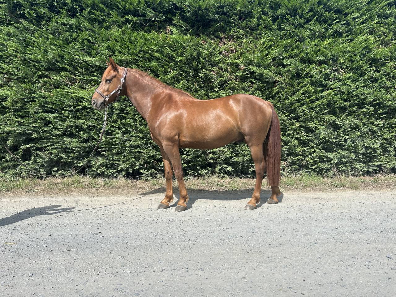 Castrone PFS Pony Francese da Sella In vendita 2019 Sauro brul&eacute; ,  Bamby de la tour