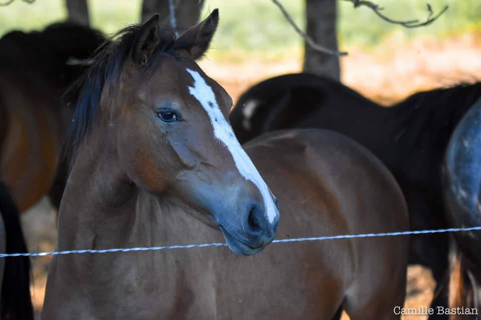 Cavalla PFS Pony Francese da Sella In vendita 2019 Baio ,  Vertigo de Ch&acirc;telain