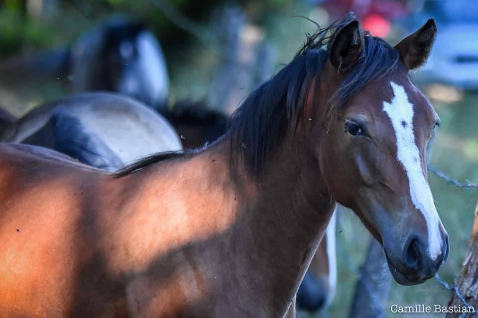 Cavalla PFS Pony Francese da Sella In vendita 2019 Baio ,  Vertigo de Ch&acirc;telain