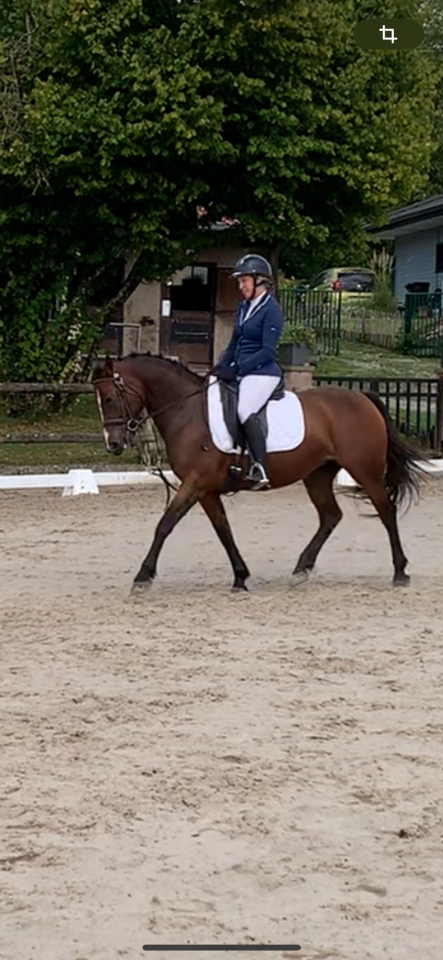 Cavalla PFS Pony Francese da Sella In vendita 2019 Baio ,  Vertigo de Ch&acirc;telain