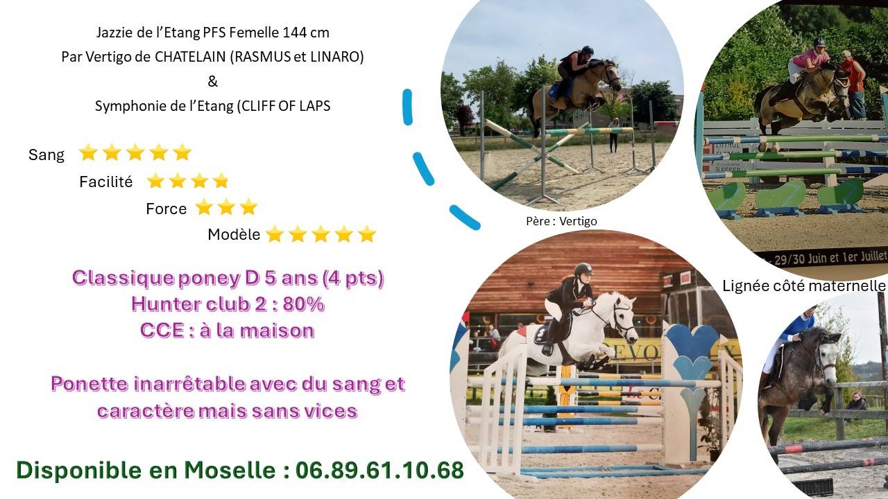 Cavalla PFS Pony Francese da Sella In vendita 2019 Baio ,  Vertigo de Ch&acirc;telain