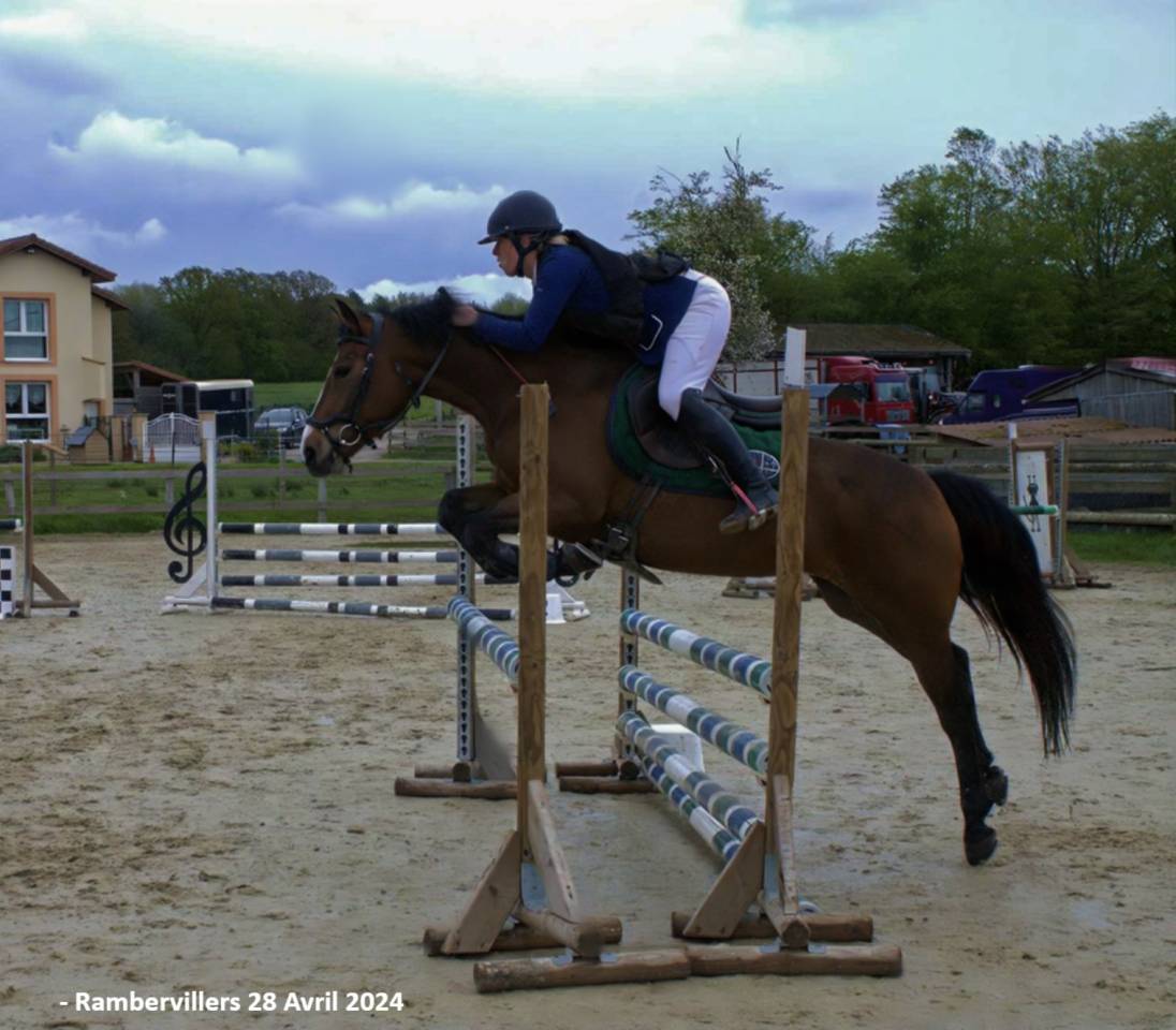 Cavalla PFS Pony Francese da Sella In vendita 2019 Baio ,  Vertigo de Ch&acirc;telain