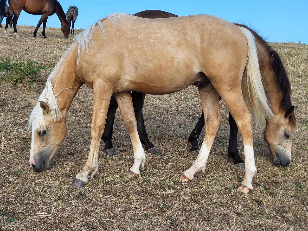 Castrone PFS Pony Francese da Sella In vendita 2022 Palomino ,  Vertigo de Ch&acirc;telain