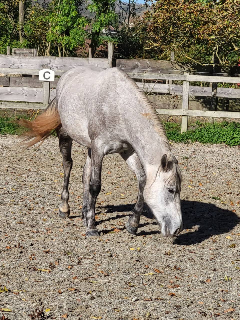 Castrone PFS Pony Francese da Sella In vendita 2022 Palomino ,  Vertigo de Ch&acirc;telain