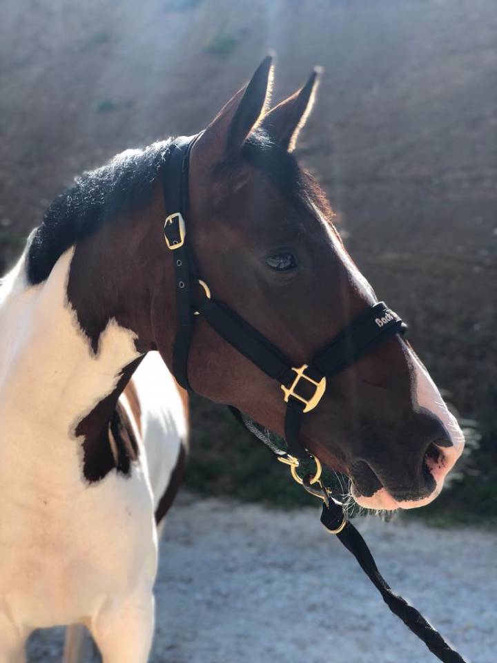 Cavalla Sella Francese In vendita 2019 Pezzato