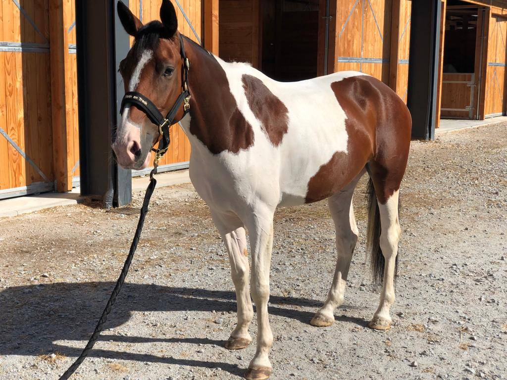 Cavalla Sella Francese In vendita 2019 Pezzato