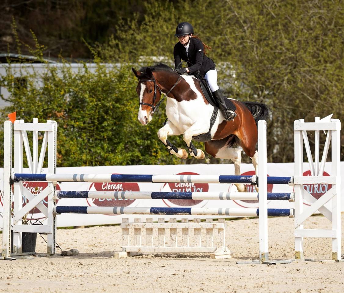 Cavalla Sella Francese In vendita 2019 Pezzato