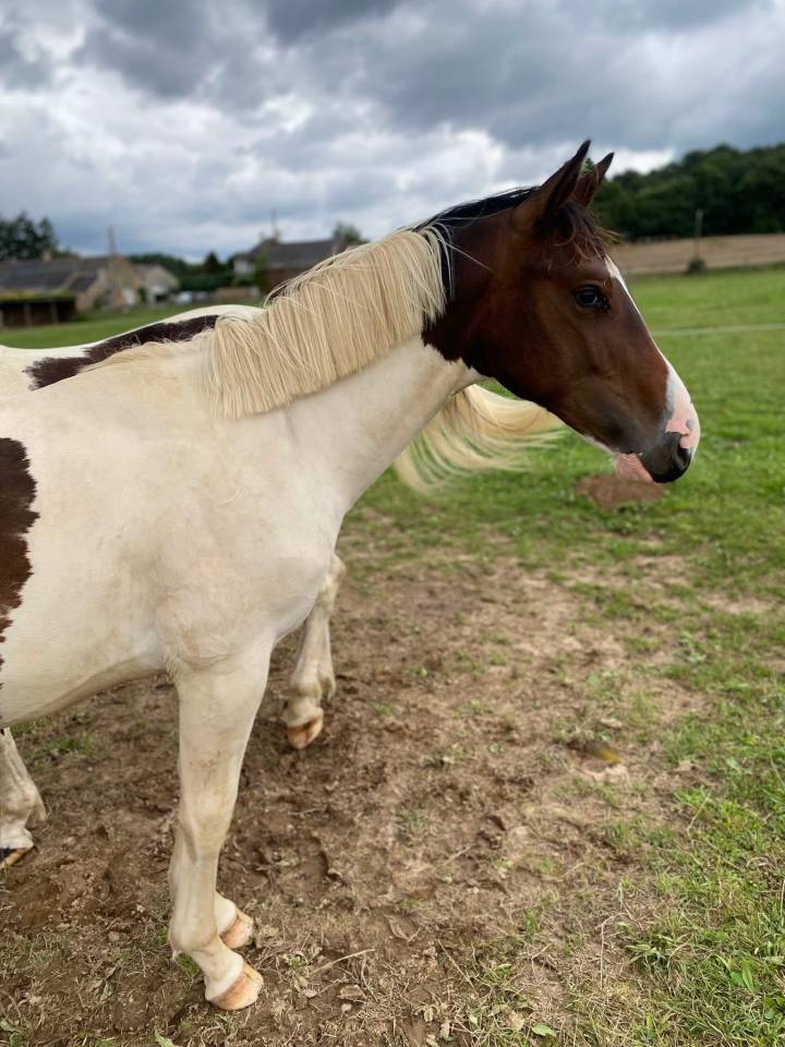 Puledro Sella Francese In vendita 2024 Pezzato