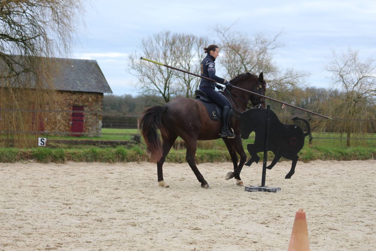 Castrone Lusitano In vendita 2011 Baio scuro ,  zico