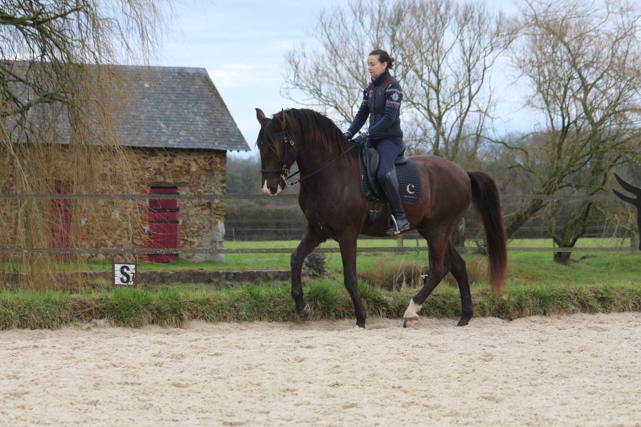Castrone Lusitano In vendita 2011 Baio scuro ,  zico
