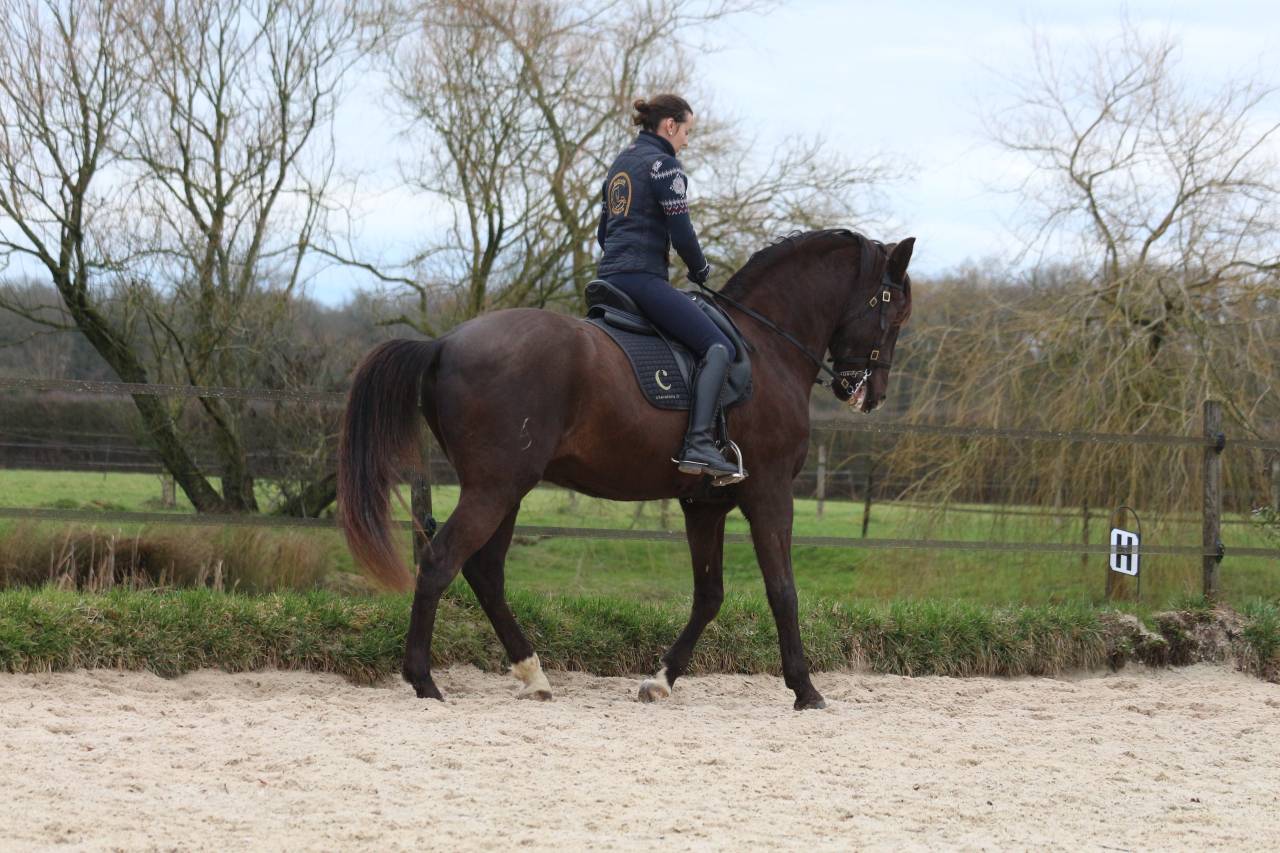 Castrone Lusitano In vendita 2011 Baio scuro ,  zico