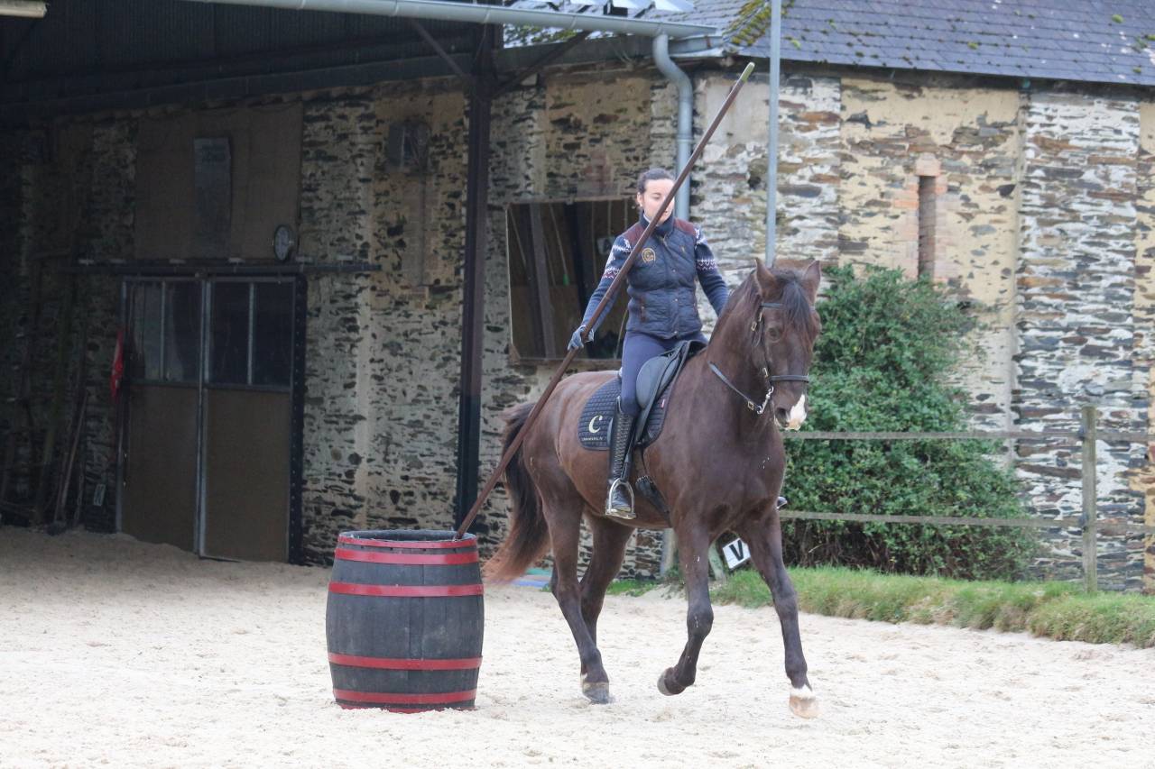 Castrone Lusitano In vendita 2011 Baio scuro ,  zico