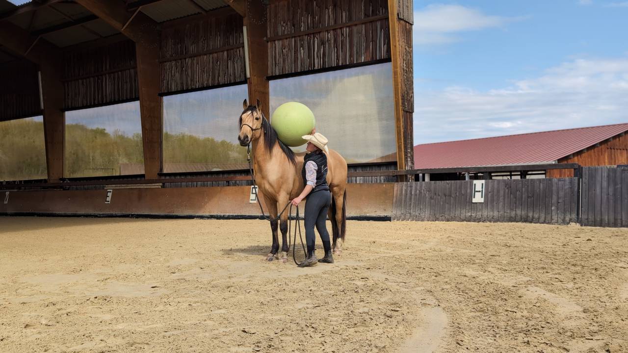 Castrone PRE Andaluso In vendita 2021 Isabella