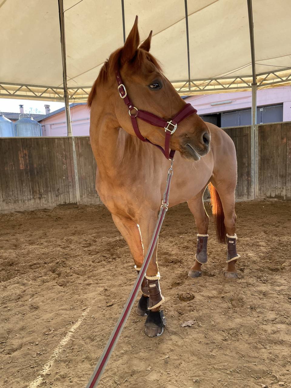 Cavalla italiana da salto