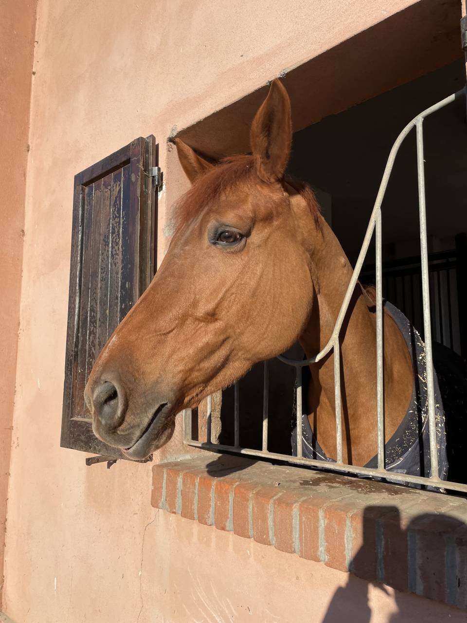 Cavalla italiana da salto