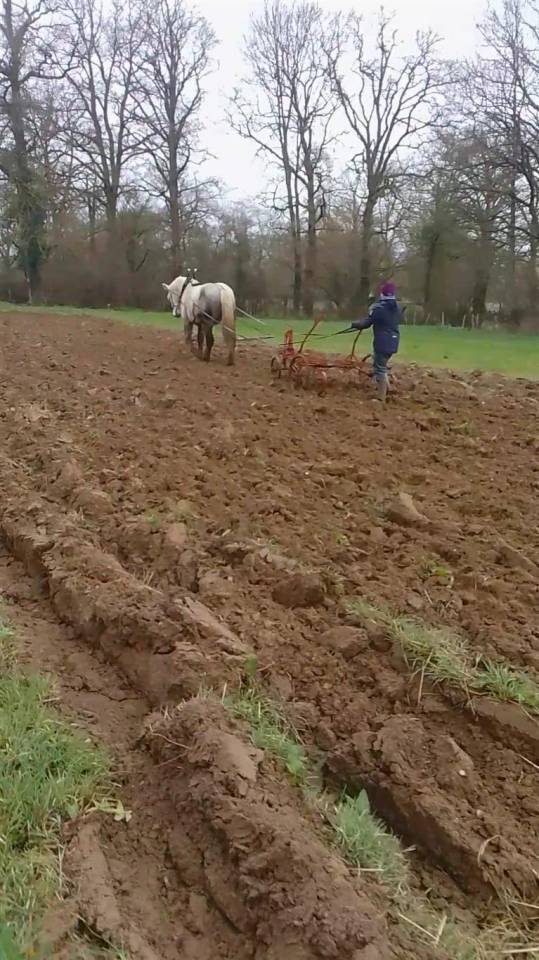 Castrone Percheron In vendita 2021 Grigio ,  drageur du caroi