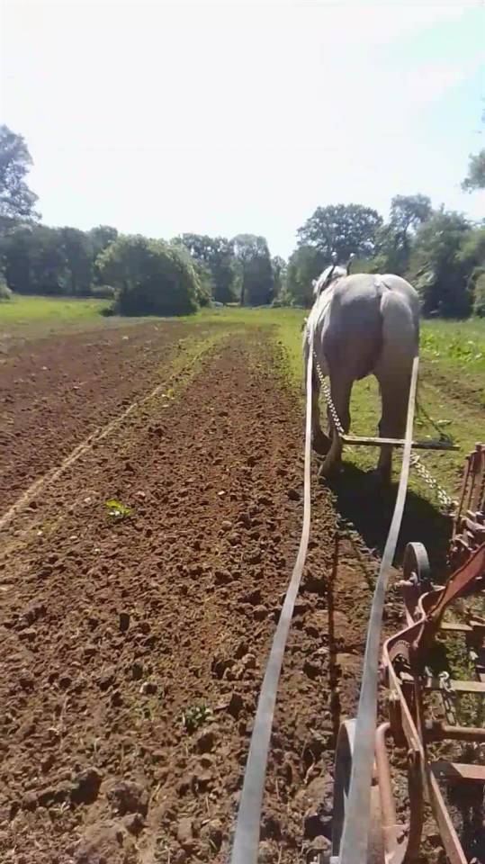 Castrone Percheron In vendita 2021 Grigio ,  drageur du caroi