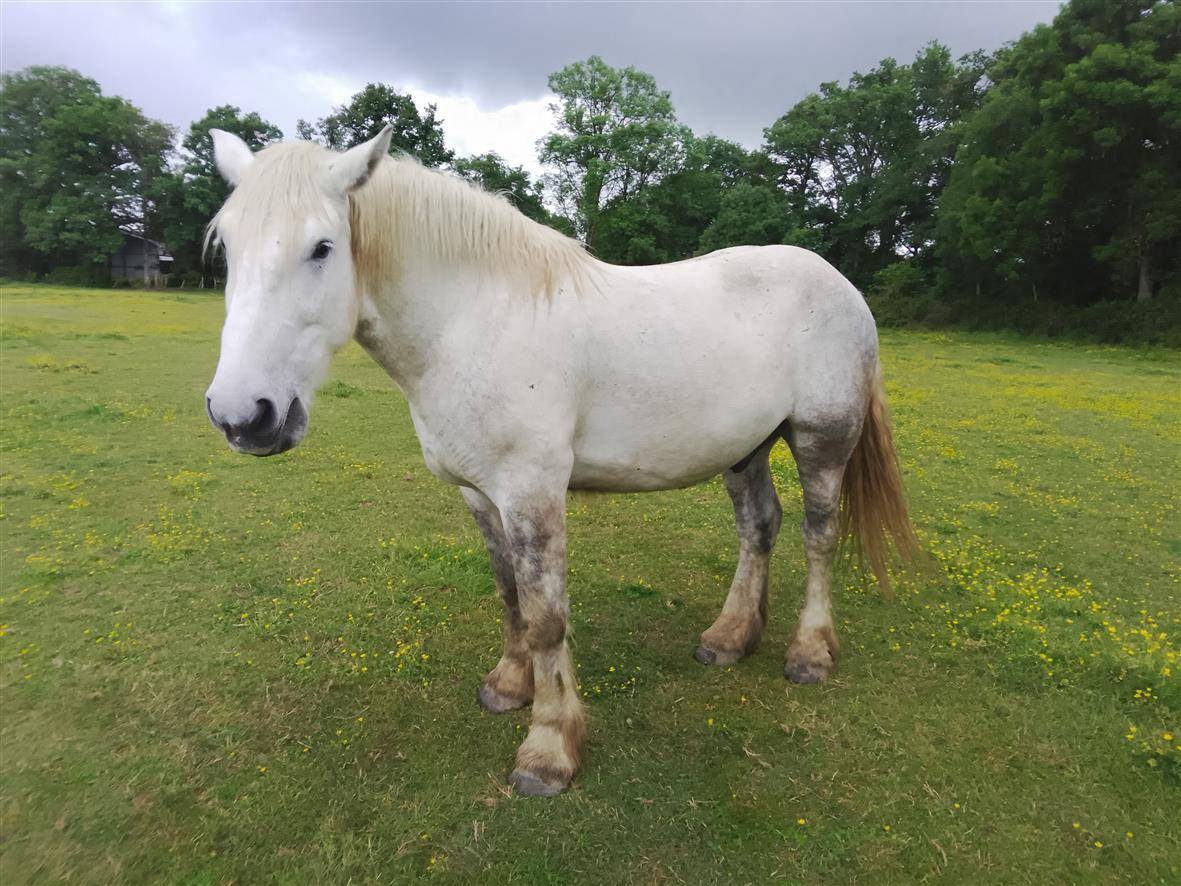 Castrone Percheron In vendita 2021 Grigio ,  drageur du caroi