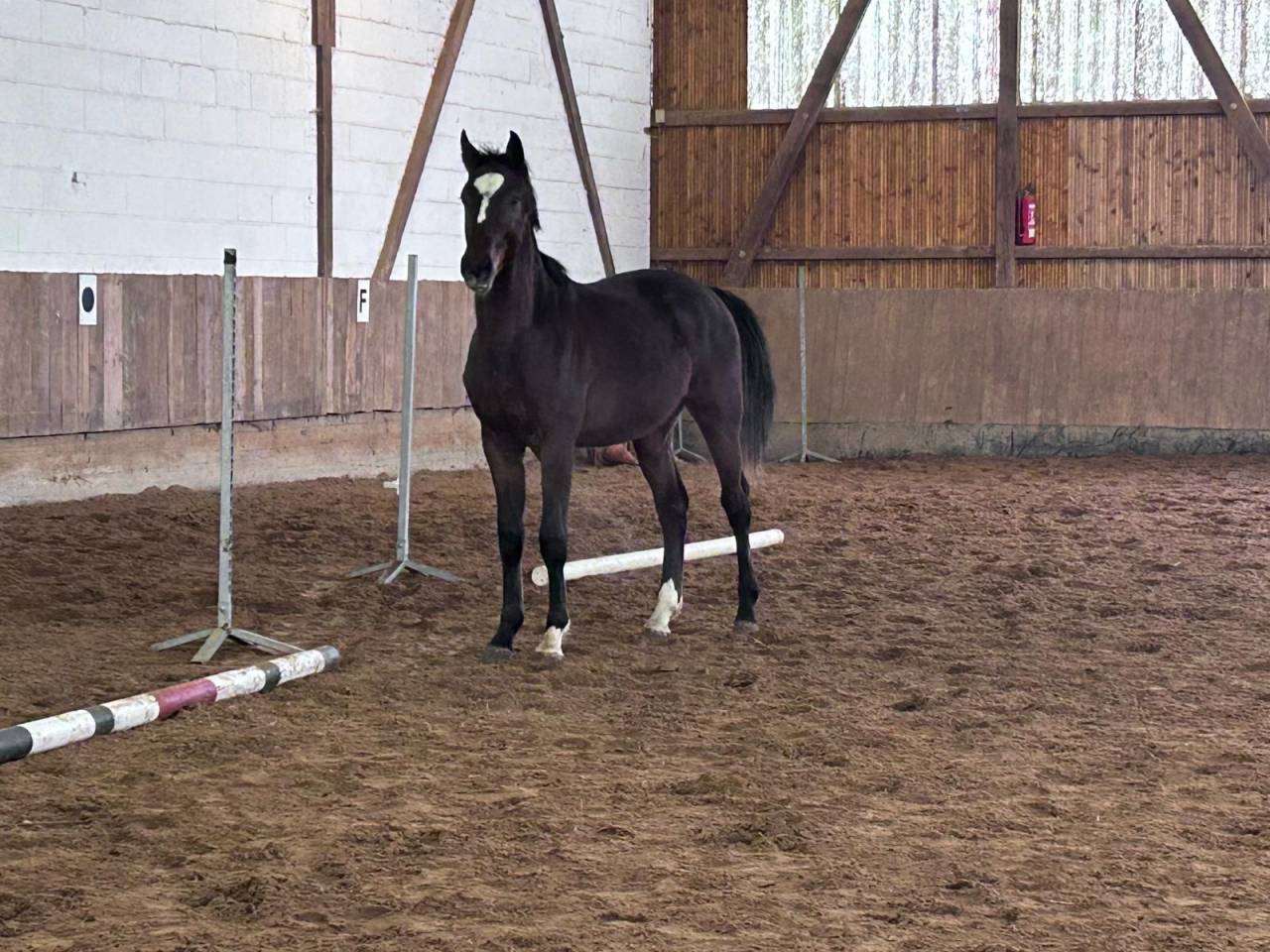 Puledro Zangersheide In vendita 2024 Baio scuro