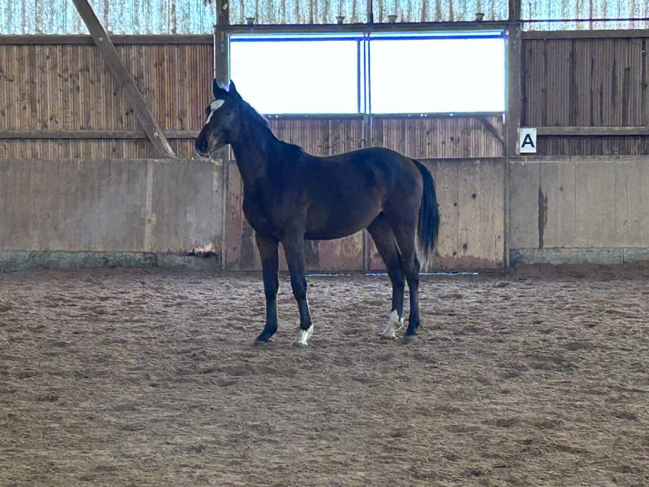 Puledro Zangersheide In vendita 2024 Baio scuro