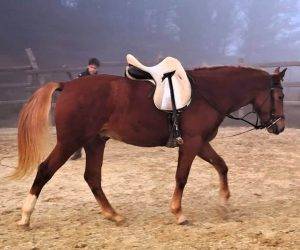 Intero Origine Non Constatata In vendita 2023 Sauro