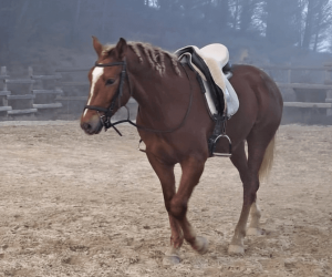 Intero Origine Non Constatata In vendita 2023 Sauro