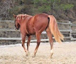 Intero Origine Non Constatata In vendita 2023 Sauro