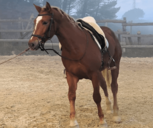 Intero Origine Non Constatata In vendita 2023 Sauro