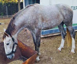 Intero PRE Andaluso In vendita 2023 Grigio