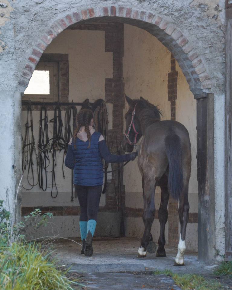 Castrone Lusitano In vendita 2024 Nero ,  Xeque-Mate RT