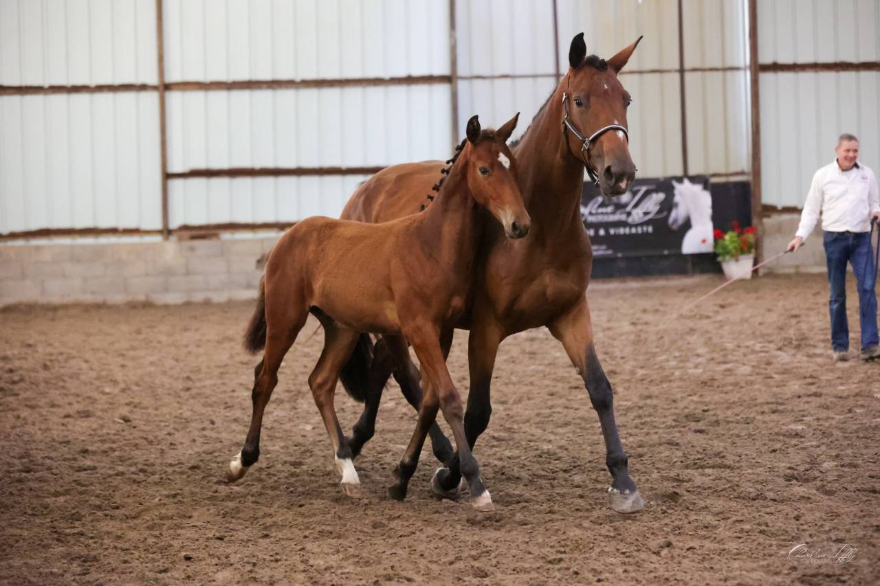Puledro Sella Francese In vendita 2025 Baio ,  Conte Bellini