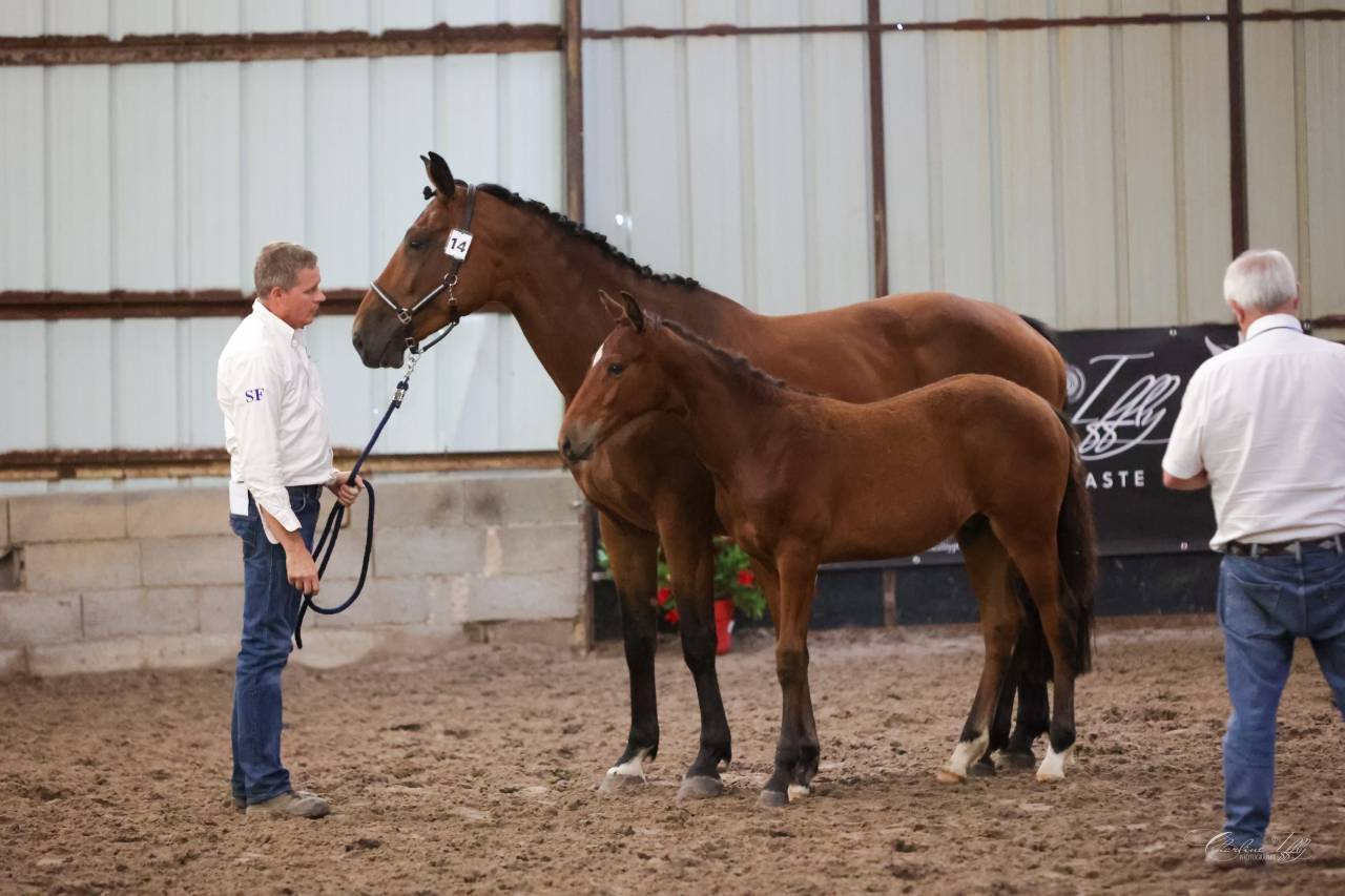 Puledro Sella Francese In vendita 2025 Baio ,  Conte Bellini