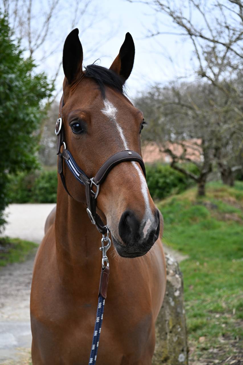 Cavalla Origine non conosciuta  In vendita 2020 Baio ,  FAUT IL DES 7 VALLONS (BEL)