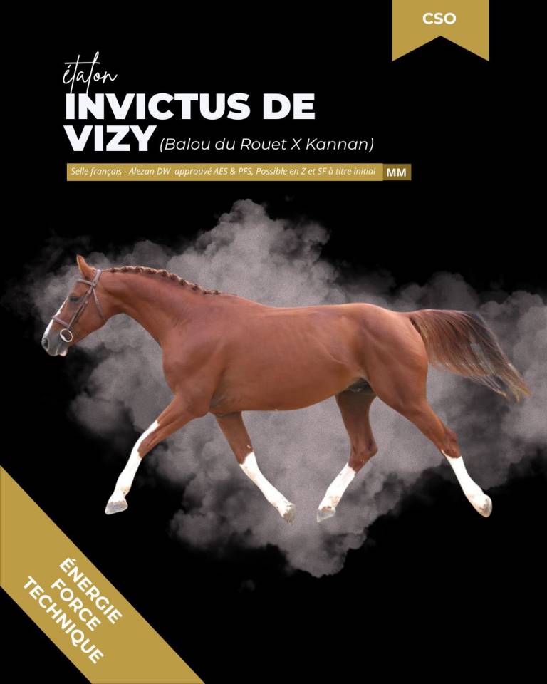 thunder gesmeray zeke don kichot pawnee  - Sella Francese 2010