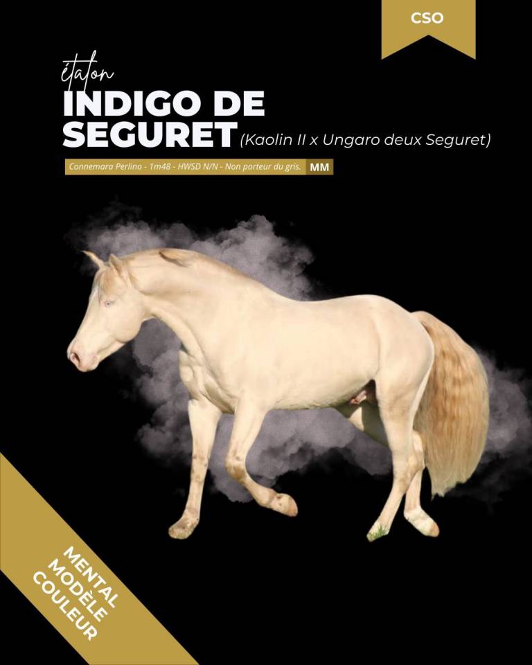 thunder gesmeray zeke don kichot pawnee  - Sella Francese 2010